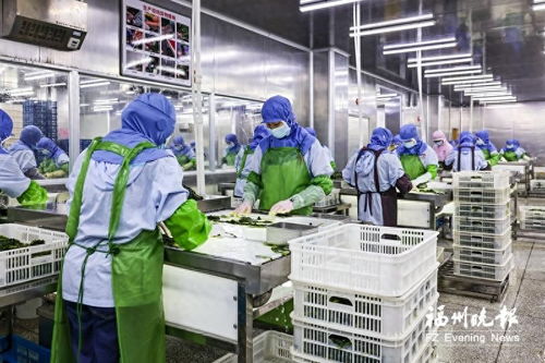 福州海带扬帆出海 技术创新与全球市场拓展